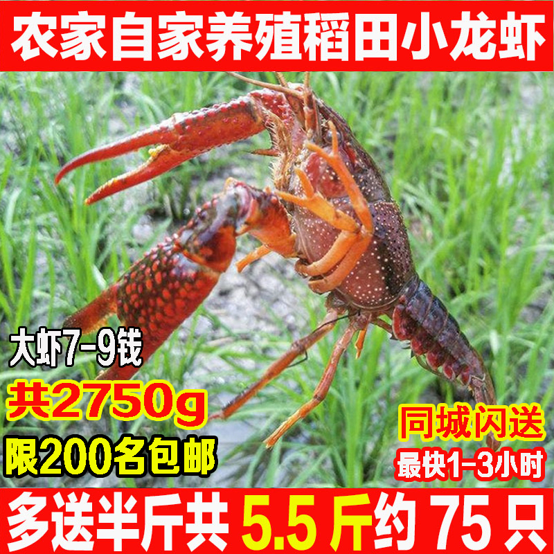 多送半斤小龍蝦鮮活大號蝦活體【貴陽】小龍蝦新鮮潛江盱眙清水蝦在類目 水產肉類/新鮮蔬果/熟食, 海鮮/水產品/製品, 蝦類, 活蝦中 - 來自Buy2taobao.com提供專業的淘寶代購服務