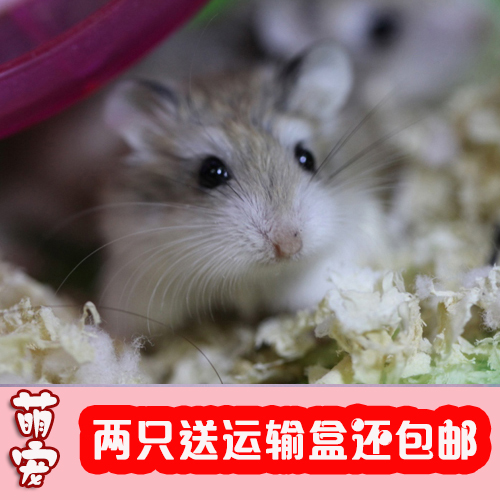 (單只價,拍2送盒包郵)老公公活體倉鼠寶寶小寵物 另老婆婆 可在類目 寵物/寵物食品及用品, 倉鼠類及其它小寵, 倉鼠中 - 來自Buy2taobao.com提供專業的淘寶代購服務