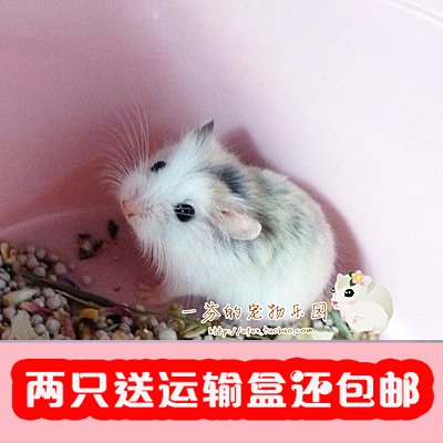 (单只价,拍2送盒包邮)老婆婆仓鼠宝宝活体小宠物有公公可配情在类目 宠物/宠物食品及用品, 仓鼠类及其它小宠, 仓鼠中 - 来自Buy2taobao.com提供专业的淘宝代购服务