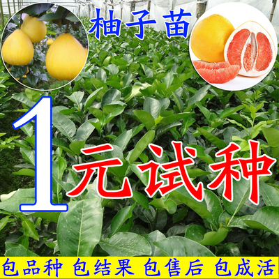 正宗福建平和三红柚子苗红中红蜜柚红心嫁接苗红皮红肉柚子果树苗