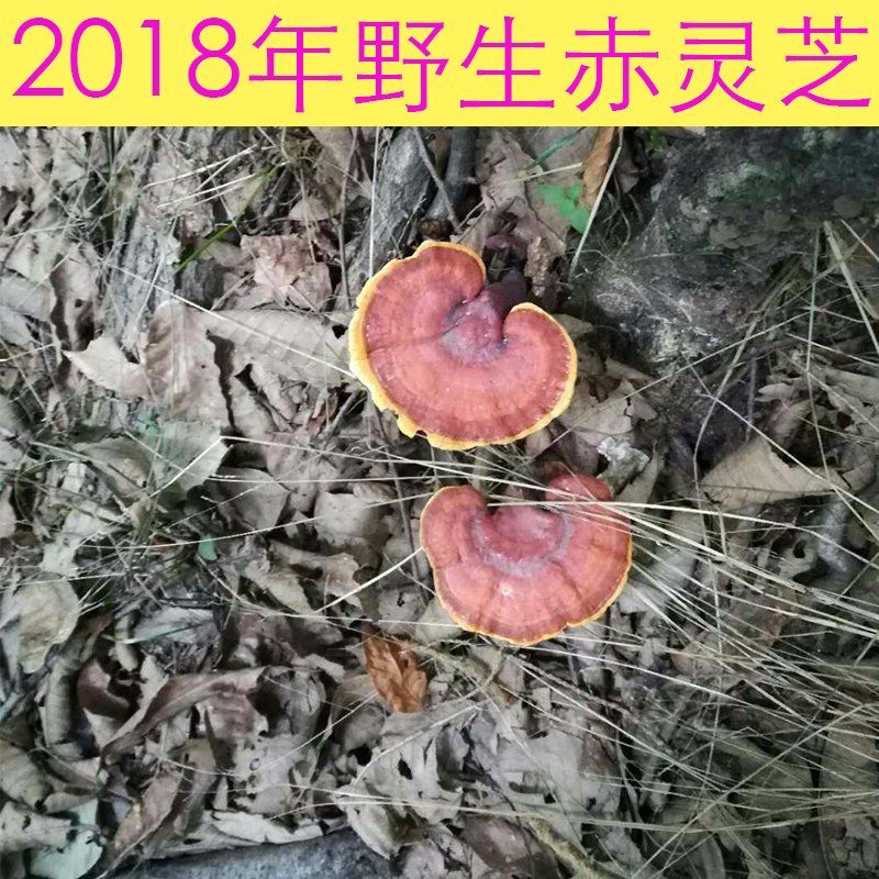 纯天然野生赤灵芝500g非黑灵芝紫灵芝木灵芝菌正品灵芝王竹灵芝片在类目 传统滋补营养品, 灵芝, 整枝灵芝中 - 来自Buy2taobao.com提供专业的淘宝代购服务