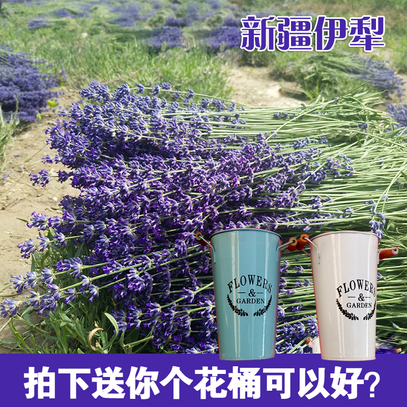 新疆伊犁天然薰衣草干花花束装饰花家居装饰驱蚊助眠全国包邮|msdalam kategori Aksesori rumah, pasu/bunga/bunga tiruan/perhiasan imitasi, bunga kering/Petal/pakej bunga kering/ranting kering - dari Buy2taobao.com untuk memberikan perkhidmatan ejen Taobao profesional membeli