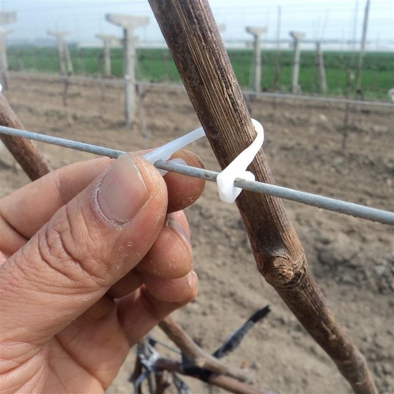 grape branch Buckle Kiwi grape Buckle Clamp Twig cardin the Flower delivery/Flowers simulation/Plants gardening , Gardening supplies , Other Garden Supplies category - from Buy2taobao.com to provide professional Taobao agent buy service