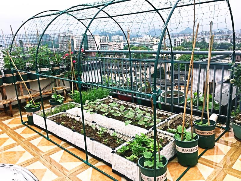 Roof climbing rattan Flower trellis courtyard greenhouse Greenhouse stent Botany gardening Vine skeletonin the Flower delivery/Flowers simulation/Plants gardening , Gardening supplies , Other Garden Supplies category - from Buy2taobao.com to provide professional Taobao agent buy service