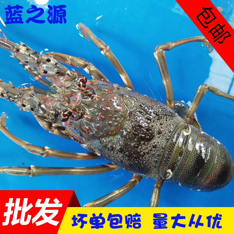 澳洲小青龙虾活体 小龙虾鲜活 越南印尼青龙虾仔海鲜水产500g包邮|msdalam kategori daging perikanan/Buah-buahan segar dan sayur-sayuran/dimasak, makanan laut/produk akuatik/produk, udang, udang Live - dari Buy2taobao.com untuk memberikan perkhidmatan ejen Taobao profesional membeli
