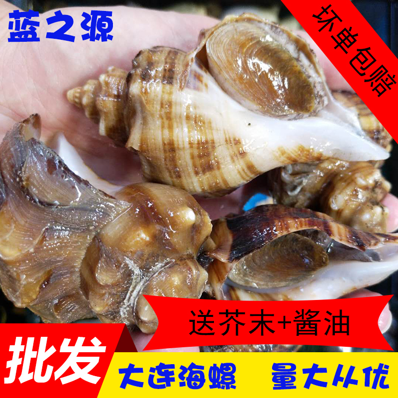 大海螺鲜活 新鲜冷冻海螺鲜活 新鲜海鲜水产大连香螺500g/3斤包邮|msdalam kategori daging perikanan/Buah-buahan segar dan sayur-sayuran/dimasak, makanan laut/produk akuatik/produk, kerang, produk kerang - dari Buy2taobao.com untuk memberikan perkhidmatan ejen Taobao profesional membeli