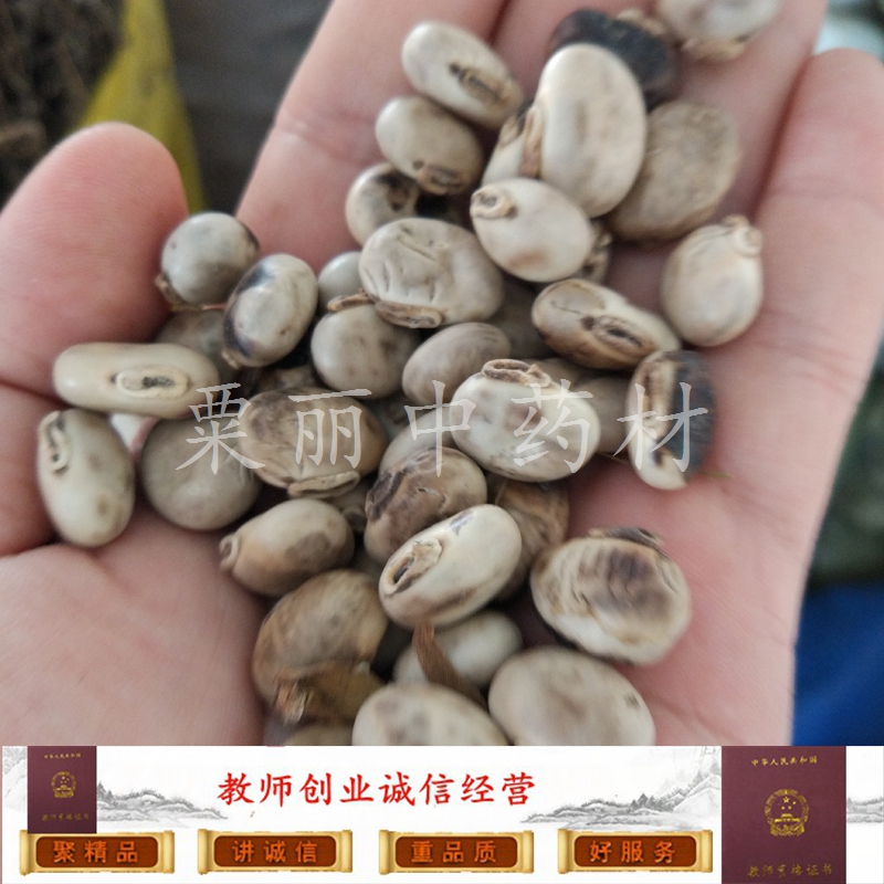 猫爪豆 狗爪豆 白黎豆 龙爪豆 猫豆 豆科植物龙爪黎豆的种子 一斤在类目 粮油米面/南北干货/调味品, 米/面粉/杂粮, 豆类, 其它中 - 来自Buy2taobao.com提供专业的淘宝代购服务