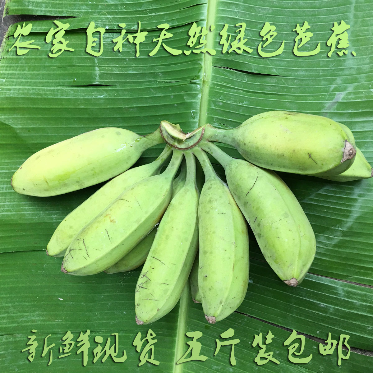 新鲜现砍广西芭蕉大蕉大牛蕉酸酸甜甜广西特色食品产品5斤装在类目 水产肉类/新鲜蔬果/熟食, 新鲜水果, 香蕉中 - 来自Buy2taobao.com提供专业的淘宝代购服务