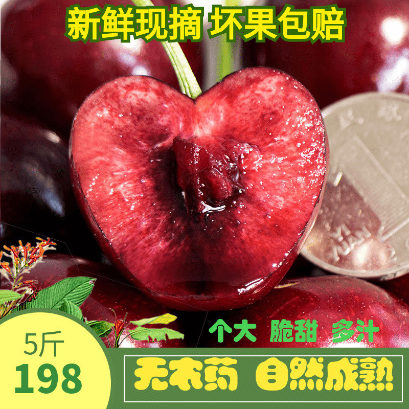 现摘大连特产美早樱桃车厘子5斤新鲜水果孕妇零食顺丰包邮非烟台|ruв категории водной мясо/свежие фрукты и овощи/еда, свежие фрукты, вишня/вишня - от Buy2taobao.com для оказания профессиональной услуги покупки агента Taobao