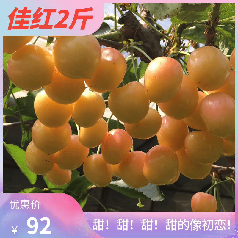 Best Red Gold Crystal Cherry fruit Cherry Chile Rainier Huangmi 2in the Aquatic meat/Fresh fruits and vegetables/Cooked , Fresh fruit , Cherries/Cherry category - from Buy2taobao.com to provide professional Taobao agent buy service