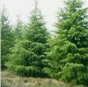 黑松树苗 黑松苗 雪松小苗白皮松小苗黑松小苗雪松苗 松树苗直销在类目 鲜花速递/花卉仿真/绿植园艺, 花园植物/行道树/果树, 行道树/乔木中 - 来自Buy2taobao.com提供专业的淘宝代购服务