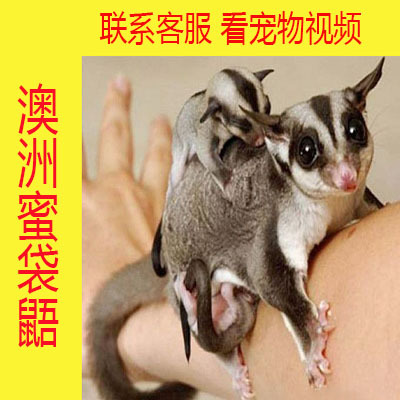 蜜袋鼯活物 小飞鼠蜜袋鼬鼯鼠幼崽便宜活物宠物自养小型网红飞鼠在类目 宠物/宠物食品及用品, 仓鼠类及其它小宠, 飞鼠中 - 来自Buy2taobao.com提供专业的淘宝代购服务