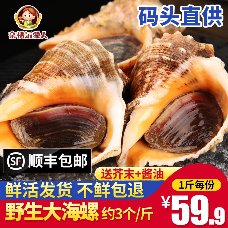 海螺鲜活新鲜大海螺野生鲜活贝壳类海鲜水产鲜活500g包邮生猛贝类|msdalam kategori daging perikanan/Buah-buahan segar dan sayur-sayuran/dimasak, makanan laut/produk akuatik/produk, kerang, produk kerang - dari Buy2taobao.com untuk memberikan perkhidmatan ejen Taobao profesional membeli