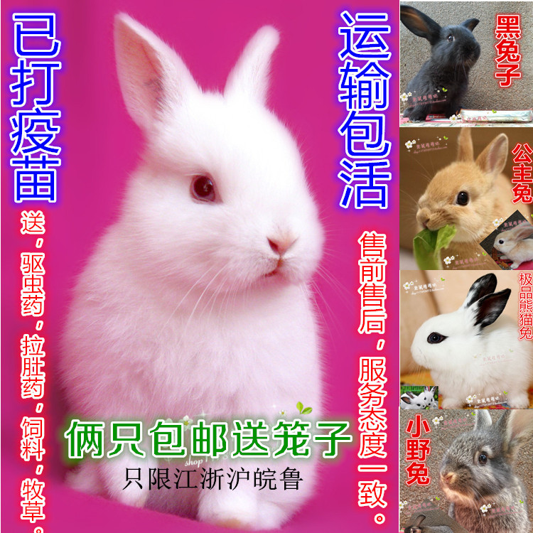 兔子活体包邮宠物兔小白兔子兔宝宝公主兔熊猫兔小灰兔黑兔肉兔在类目 宠物/宠物食品及用品, 兔类及其用品, 兔中 - 来自Buy2taobao.com提供专业的淘宝代购服务
