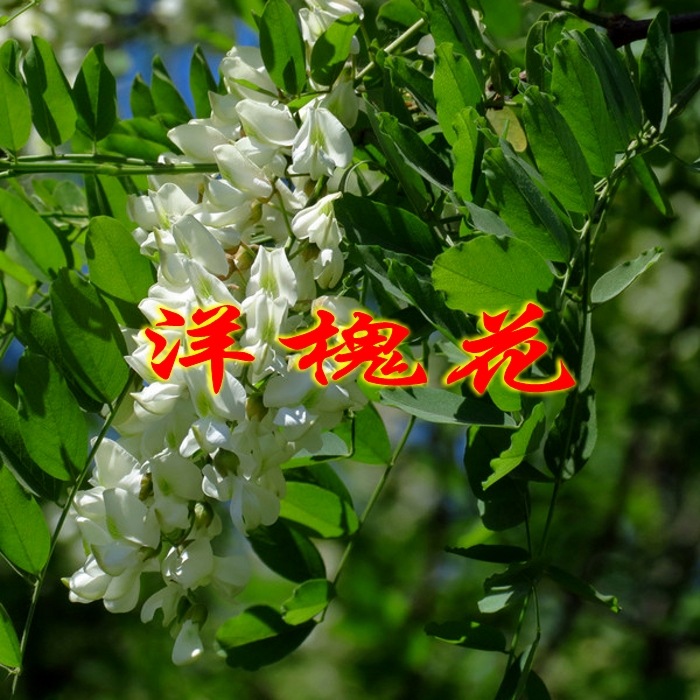 刺槐苗洋槐花苗食用槐花树苗养峰养蜜蜂花可以食用花香四溢|msdalam kategori penghantaran bunga/bunga simulasi/tumbuhan berkebun, 花园植物/行道树/果树, 行道树/乔木 - dari Buy2taobao.com untuk memberikan perkhidmatan ejen Taobao profesional membeli