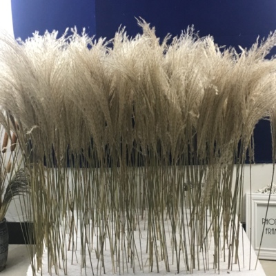 天然植物干花芦苇创意家居咖啡馆婚礼软装摆件拍摄道具文艺青插花