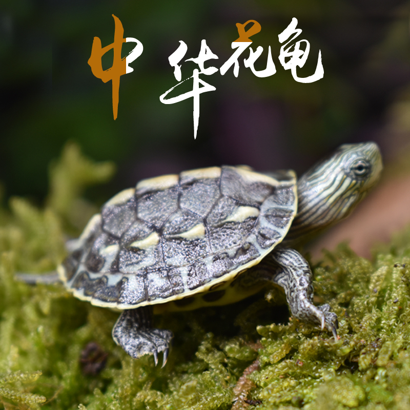 The Chinese people Chinese stripe-necked turtle Little Turtle living thing Pearl turtle Tortoise Chinese stripe-necked turtle living thing Pet turtle Turtle Watchin the Pet/Pet food and supplies , Aqua World , Turtle/Turtle category - from Buy2taobao.com to provide professional Taobao agent buy service
