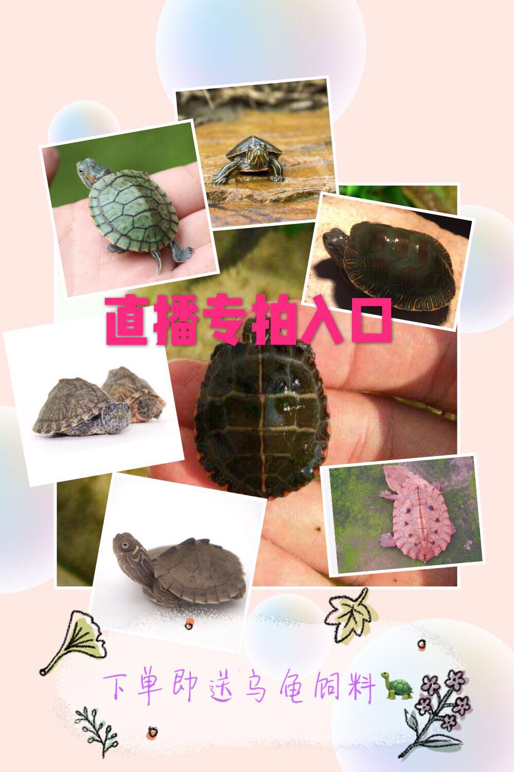 Xiongxi Turtle Industry Red-eared Stuff Graptemys Pet turtle Lucky Tortoise Setin the Pet/Pet food and supplies , Aqua World , Turtle/Turtle category - from Buy2taobao.com to provide professional Taobao agent buy service