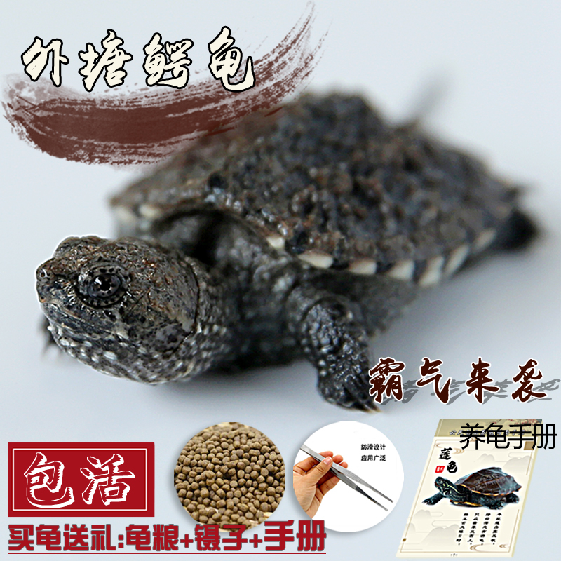 Little Turtle Living creatures North America Small snapper seedlings Ferocious Alligator turtle Stock Pets Tortoise living thingin the Pet/Pet food and supplies , Aqua World , Turtle/Turtle category - from Buy2taobao.com to provide professional Taobao agent buy service