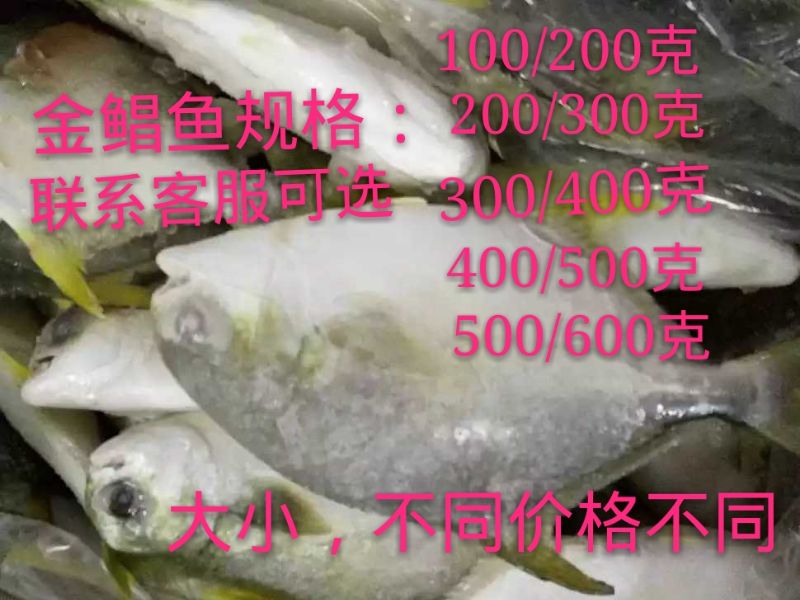 冷冻深海野生新鲜金鲳鱼金昌二十斤箱带冰大小规格可选近可包邮在类目 水产肉类/新鲜蔬果/熟食, 海鲜/水产品/制品, 其它中 - 来自Buy2taobao.com提供专业的淘宝代购服务