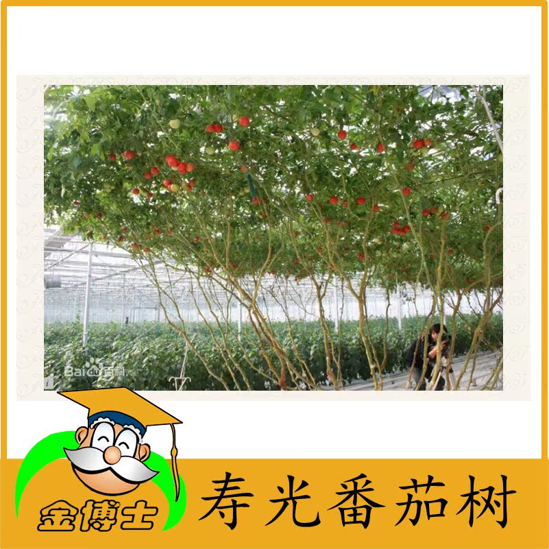 结果700多个 观赏番茄树 番茄树种子 多年生盆栽春秋在类目 鲜花速递/花卉仿真/绿植园艺, 花卉/蔬果/草坪种子(新), 家庭园艺种子中 - 来自Buy2taobao.com提供专业的淘宝代购服务
