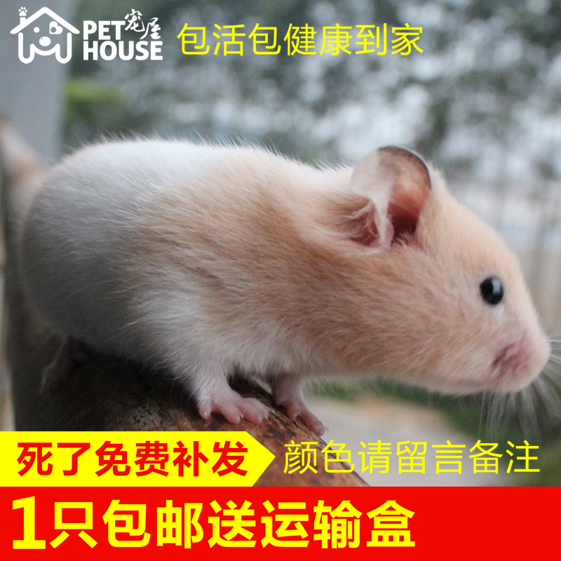 【宠屋】金丝熊活物巨型仓鼠虎纹眼圈米熊奶牛黑熊小宠物活体健康|ruв категории животное/Животное питание и принадлежностей, хомяк класса и других малых животное, хомяк - от Buy2taobao.com для оказания профессиональной услуги покупки агента Taobao