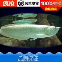 观赏鱼-及艳后火鸟皇帝火焰红泰国斗鱼半月马