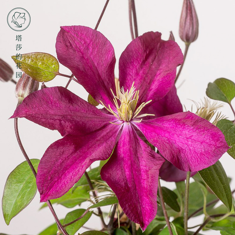塔莎的花园 铁线莲苗艾丽塔花卉绿植铁线莲爬藤植物多年生花卉在类目 鲜花速递/花卉仿真/绿植园艺, 花园植物/行道树/果树, 观叶 /花灌木中 - 来自Buy2taobao.com提供专业的淘宝代购服务