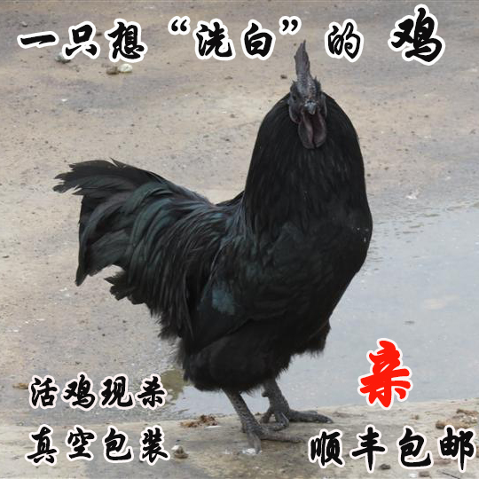 特价现杀泰和乌鸡正宗农家散养土鸡老母鸡月子汤放养乌鸡 乌骨鸡在类目 水产肉类/新鲜蔬果/熟食, 生肉/肉制品, 鸡肉类, 整鸡中 - 来自Buy2taobao.com提供专业的淘宝代购服务