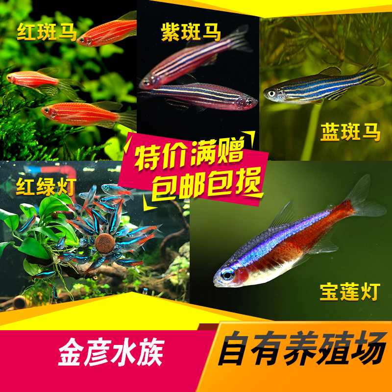 红绿灯鱼活体黑红灯管红斑马鱼宝莲灯鱼冷淡水鱼观赏鱼宠物鱼包邮在类目 宠物/宠物食品及用品, 水族世界, 鱼中 - 来自Buy2taobao.com提供专业的淘宝代购服务