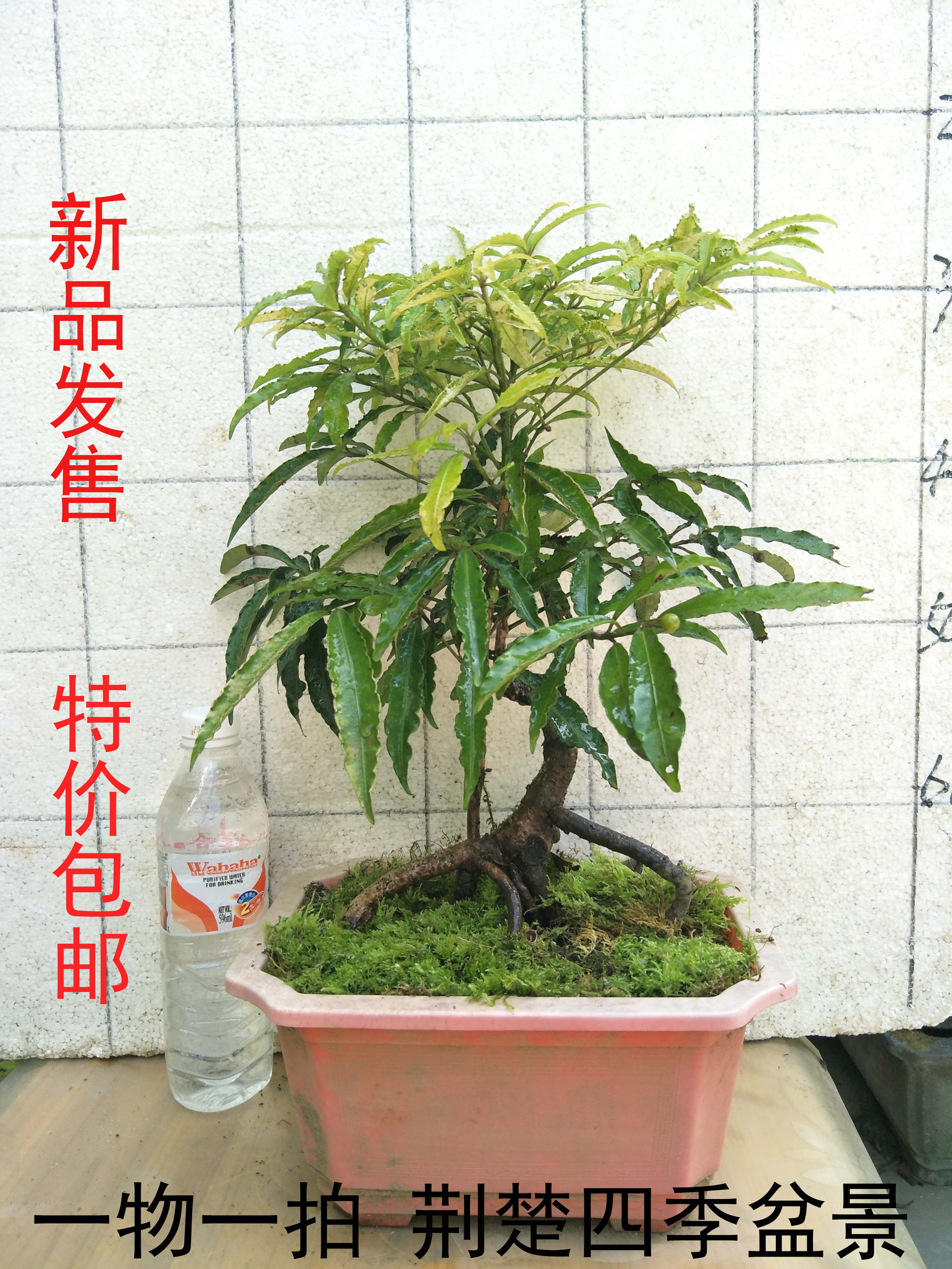 八爪金龙盆景百两金盆栽办公室阳台观果小盆景亏本包邮不含盆在类目 鲜花速递/花卉仿真/绿植园艺, 花卉/绿植盆栽(新), 绿植中 - 来自Buy2taobao.com提供专业的淘宝代购服务