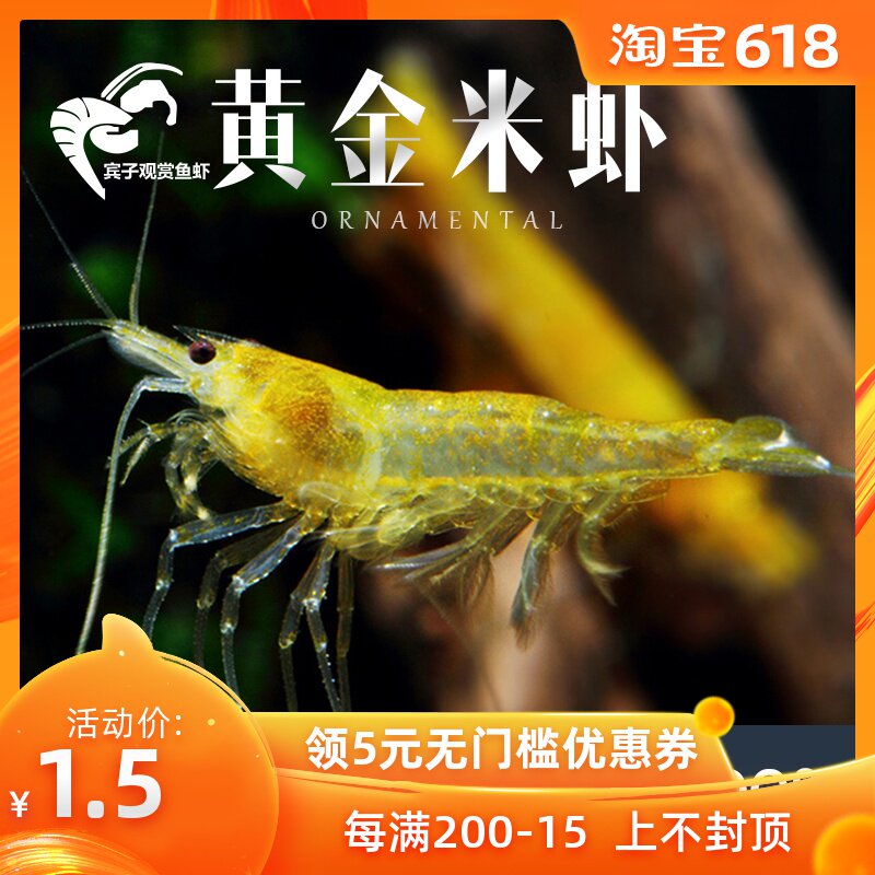 宾子观赏鱼虾 黄金米虾 米虾,观赏虾,工具虾,除藻虾在类目 宠物/宠物食品及用品, 水族世界, 虾中 - 来自Buy2taobao.com提供专业的淘宝代购服务