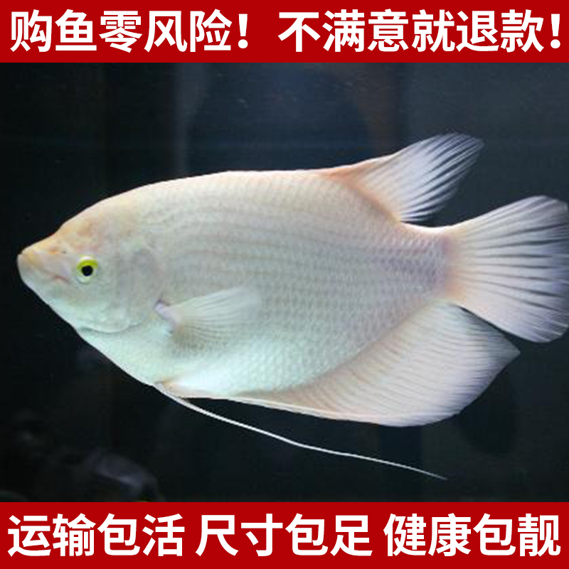 包活大型热带可混养红黑眼白招财鱼古代战船鱼满100包邮多买打折在类目 宠物/宠物食品及用品, 水族世界, 鱼中 - 来自Buy2taobao.com提供专业的淘宝代购服务