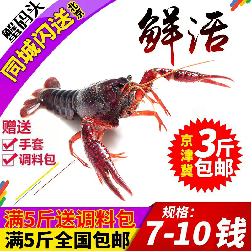北京閃送江蘇盱眙清水小龍蝦鮮活麻辣小龍蝦 現貨7-10錢 1斤裝在類目 水產肉類/新鮮蔬果/熟食, 海鮮/水產品/製品, 蝦類, 活蝦中 - 來自Buy2taobao.com提供專業的淘寶代購服務