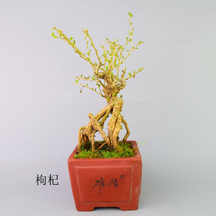 迷你宁夏红枸杞微型盆景素材老根树桩绿植花卉耐寒一物一拍|msdalam kategori penghantaran bunga/bunga simulasi/tumbuhan berkebun, bunga/Tumbuh-tumbuhan tumbuh-tumbuhan pasu (baru), tumbuh-tumbuhan hijau - dari Buy2taobao.com untuk memberikan perkhidmatan ejen Taobao profesional membeli