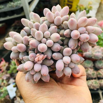 婴儿手指多肉群生老桩婴儿手指多肉植物一物一拍全店满32包邮