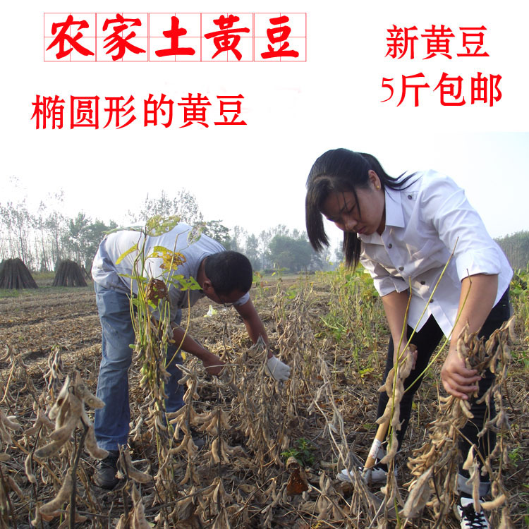 新货 农家笨黄豆 大豆 椭圆形土黄豆 煮粥打豆浆 500克谷粮农场|ruв категории зерно риса/север и Юг сухих грузов/приправы, метров/муки/зерновые, фасоль, соя - от Buy2taobao.com для оказания профессиональной услуги покупки агента Taobao