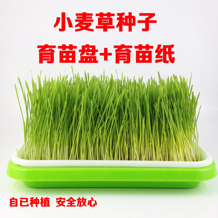 芽苗菜草盆托盘新品种菜托豆苗种子小麦种植育苗盘营养钵豆芽菜|ruв категории доставка цветов/цветок моделирования/растения садоводства, садовых принадлежностей, питомник диск/питательный горшок - от Buy2taobao.com для оказания профессиональной услуги покупки агента Taobao