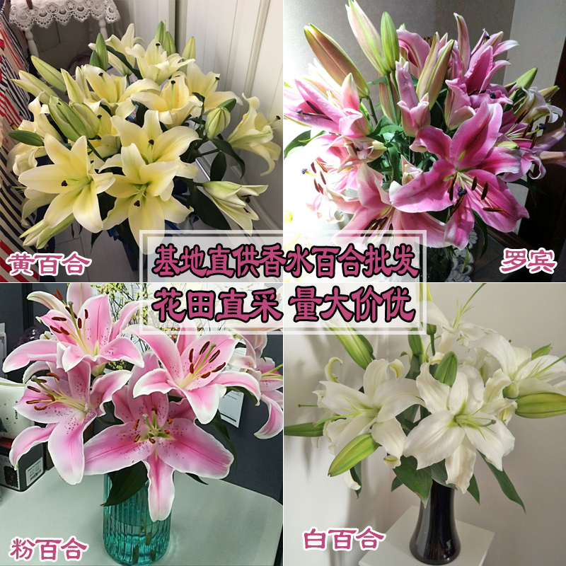 新鲜百合云南基地直供百合鲜花婚庆家庭装饰花店用花全国发货在类目 鲜花速递/花卉仿真/绿植园艺, 鲜花速递(同城)中 - 来自Buy2taobao.com提供专业的淘宝代购服务