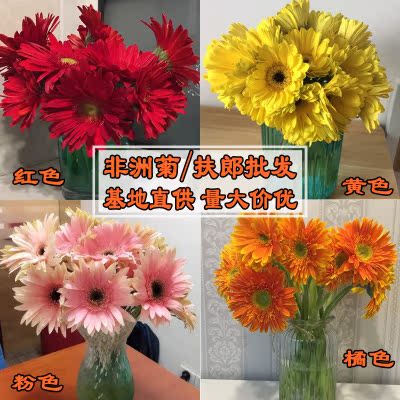 云南昆明基地直供非洲菊扶郎鲜花婚礼婚车花店家庭插花配花在类目 鲜花速递/花卉仿真/绿植园艺, 鲜花速递(同城)中 - 来自Buy2taobao.com提供专业的淘宝代购服务