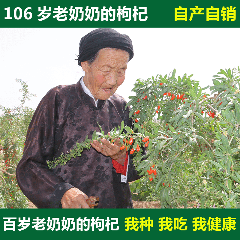 宁夏正宗枸杞苟杞子茶免洗特级天然中宁农家枸杞茶王纯男肾500g|ruв категории традиционные питательный пища, Дереза обыкновенная и изделия, дереза - от Buy2taobao.com для оказания профессиональной услуги покупки агента Taobao
