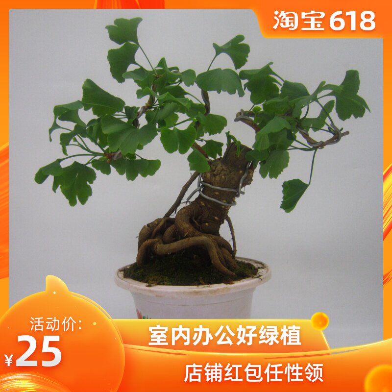 银杏树小桩盆景白果苗老桩盆栽一号一拍室内外绿植净化空气包邮在类目 鲜花速递/花卉仿真/绿植园艺, 花卉/绿植盆栽(新), 绿植中 - 来自Buy2taobao.com提供专业的淘宝代购服务
