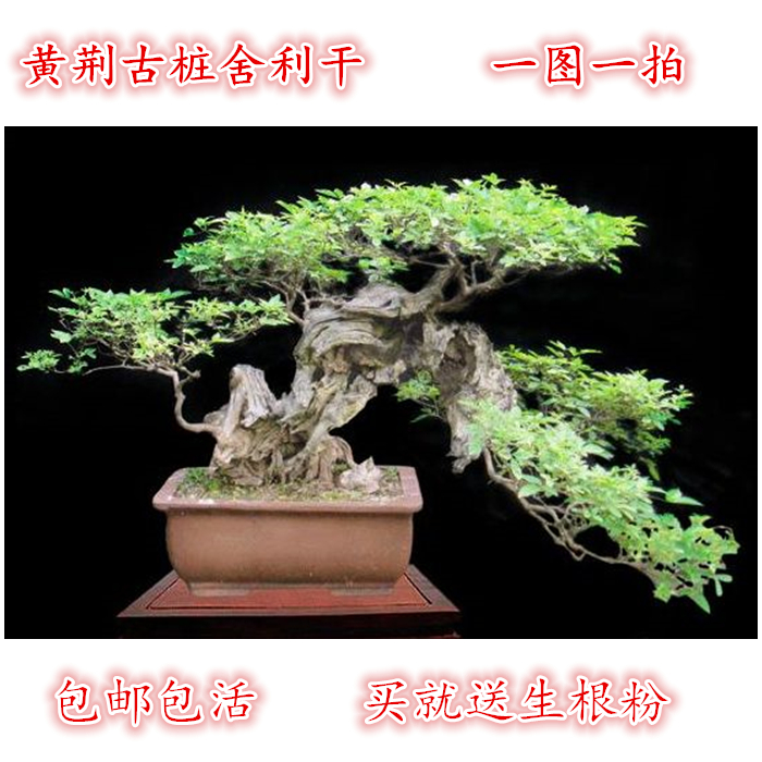 包邮盆景绿植黄荆生桩庭院植物办公室盆栽包邮荆条舍利干在类目 鲜花速递/花卉仿真/绿植园艺, 花卉/绿植盆栽(新), 绿植中 - 来自Buy2taobao.com提供专业的淘宝代购服务