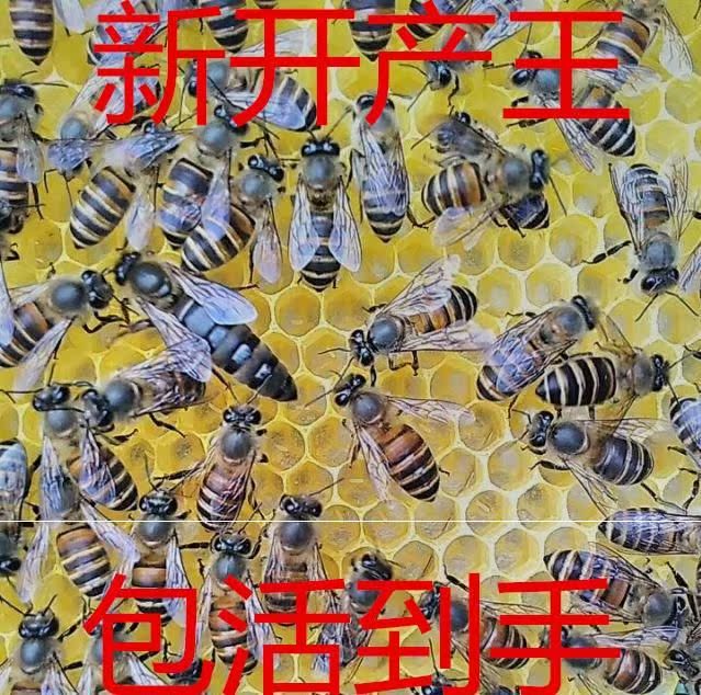 中蜂蜂王种王阿坝开产新王高产王处女王中华蜜蜂土蜂双色成都|msdalam kategori haiwan peliharaan/makanan haiwan dan bekalan, haiwan kesayangan yang lain, haiwan kesayangan yang lain - dari Buy2taobao.com untuk memberikan perkhidmatan ejen Taobao profesional membeli