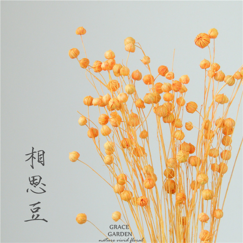 小束干花相思豆 昆明干花花束diy永生花艺材料富贵豆文艺装饰品在类目 家居饰品, 花瓶/花器/仿真花/仿真饰品, 干花/花瓣/干花包/干树枝中 - 来自Buy2taobao.com提供专业的淘宝代购服务