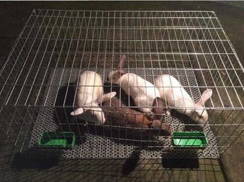 兔笼中小型犬狗笼子猫笼子大号兔子笼子兔笼鸽子笼子宠物笼子兔笼在类目 宠物/宠物食品及用品, 猫/狗日用品, 笼子中 - 来自Buy2taobao.com提供专业的淘宝代购服务