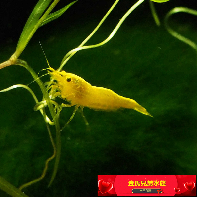 活体观赏虾之黄金米虾黄米虾宠物带金背基因除藻新品水族活体虾|msdalam kategori haiwan peliharaan/makanan haiwan dan bekalan, Aquarium World, udang - dari Buy2taobao.com untuk memberikan perkhidmatan ejen Taobao profesional membeli