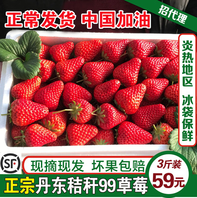 丹东草莓新鲜99红颜九九牛奶草莓东港奶油大草莓新鲜孕妇水果3斤
