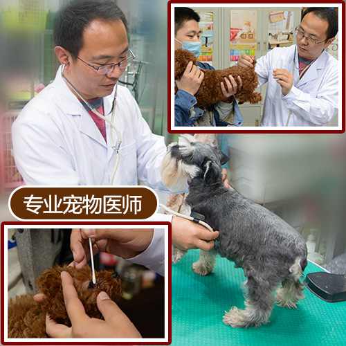 劉醫生自制狗糧泰迪比熊金毛哈士奇幼犬成犬天然高端去淚痕狗糧在類目 寵物/寵物食品及用品, 犬主糧中 - 來自Buy2taobao.com提供專業的淘寶代購服務