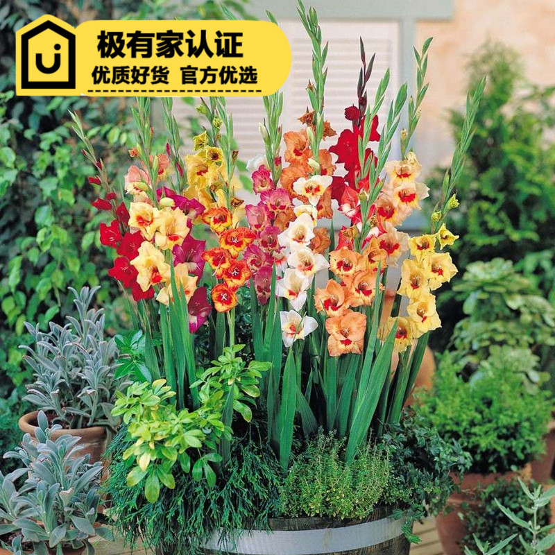 菓玩叔 剑兰种球 荷兰进口唐菖蒲花种球庭院阳台多年生百合郁金香|ruв категории доставка цветов/цветок моделирования/растения садоводства, цветок/овощи и фрукты/газон семян (новая), мяч - от Buy2taobao.com для оказания профессиональной услуги покупки агента Taobao